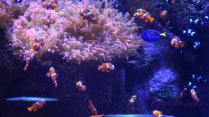 Mi Ha loves going on dates with you.